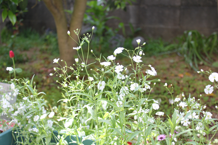 16年5月26日の庭の花たち 四季折々のアレンジ 花メール